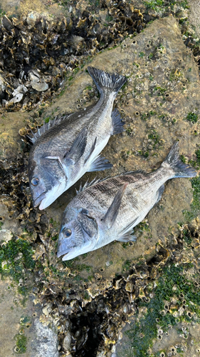 チヌの釣果