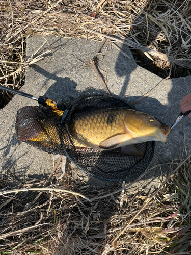 コイの釣果