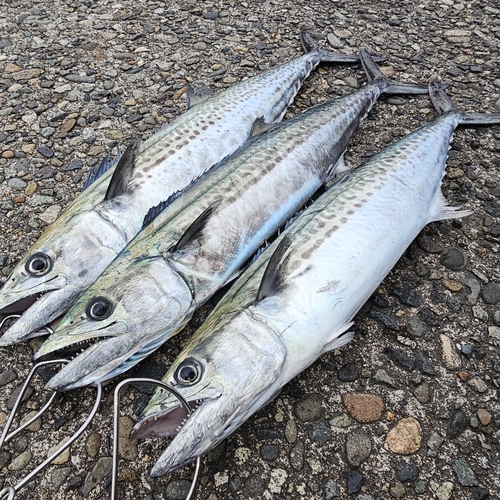 サゴシの釣果