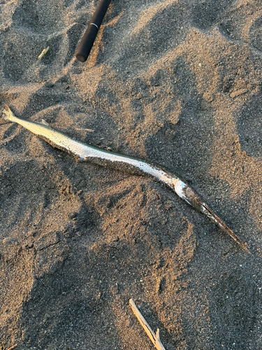 ダツの釣果