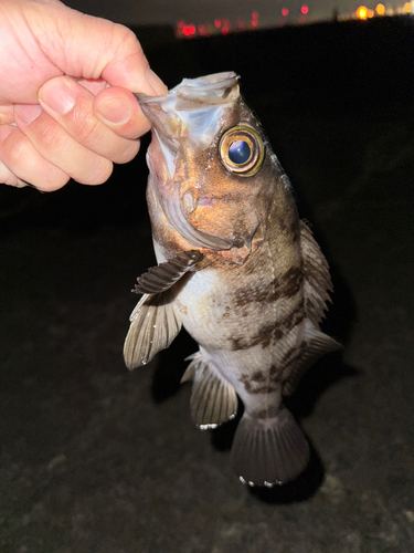 シロメバルの釣果