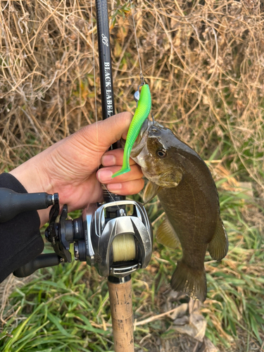 スモールマウスバスの釣果