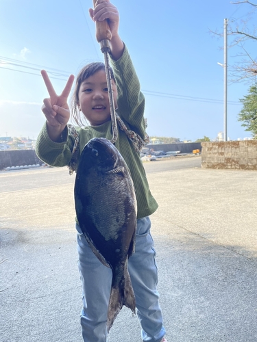 クロメジナの釣果