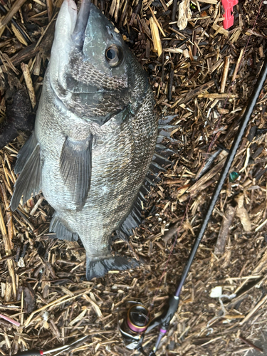 クロダイの釣果