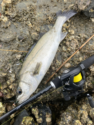 セイゴ（マルスズキ）の釣果