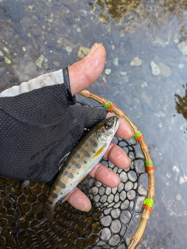 アマゴの釣果