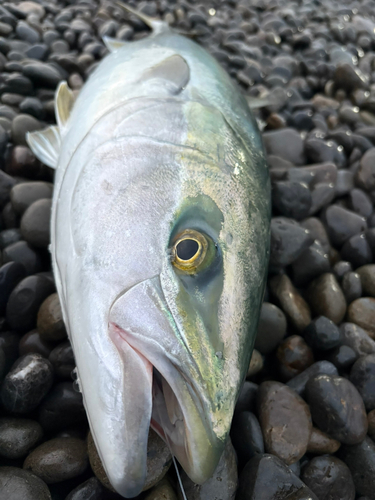 ブリの釣果