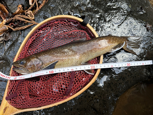 イワナの釣果