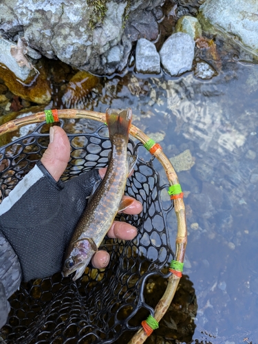 イワナの釣果