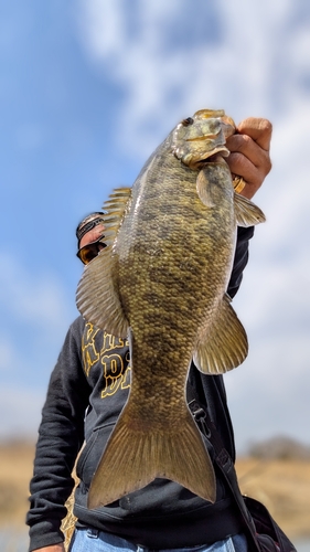 スモールマウスバスの釣果