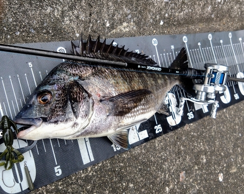 クロダイの釣果