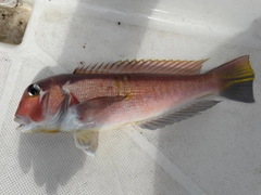 アカアマダイの釣果