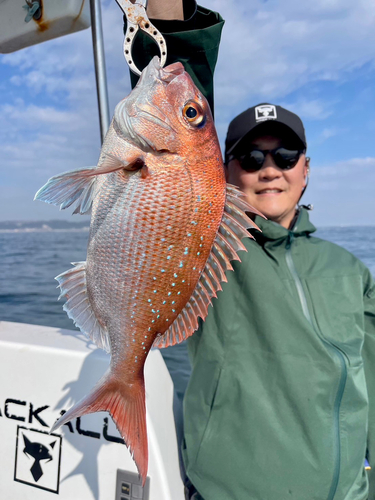 マダイの釣果