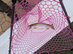 ニジマスの釣果