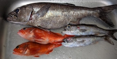 クロムツの釣果