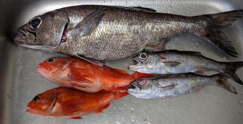 クロムツの釣果