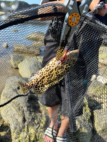 イシミーバイの釣果