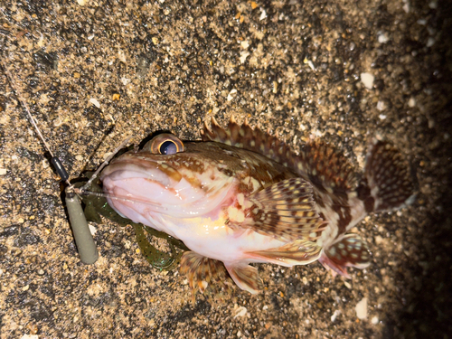 アラカブの釣果