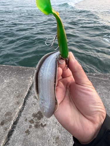 ウシノシタの釣果