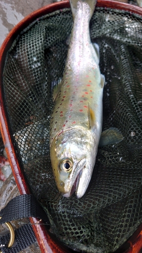 アマゴの釣果