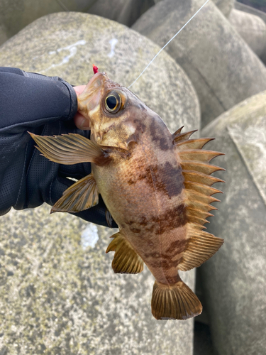 メバルの釣果