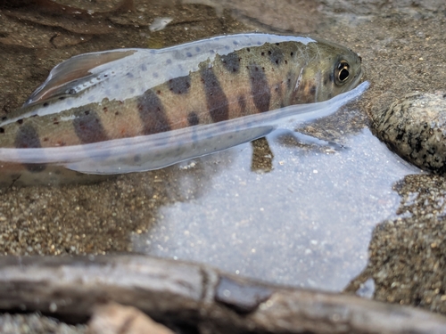 アマゴの釣果