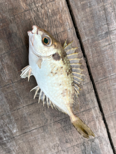 アイゴの釣果