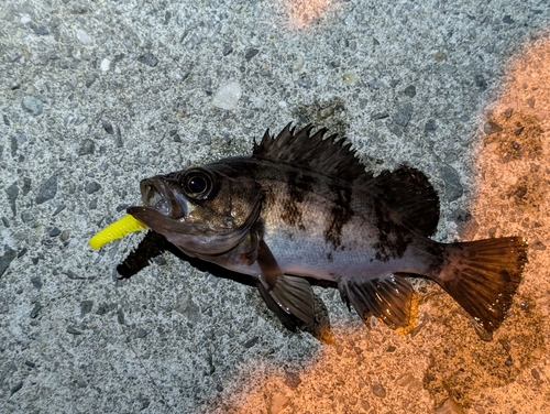 メバルの釣果