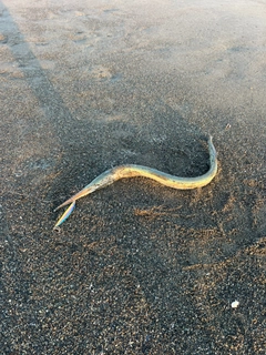 ダツの釣果