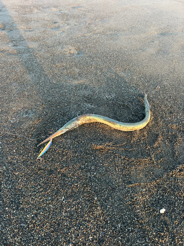 ダツの釣果