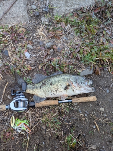 ブラックバスの釣果