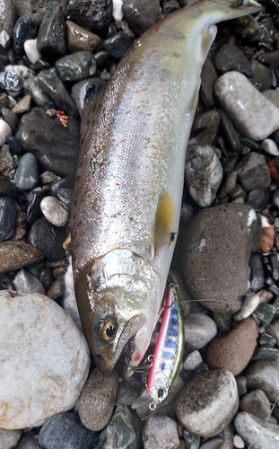 アマゴの釣果