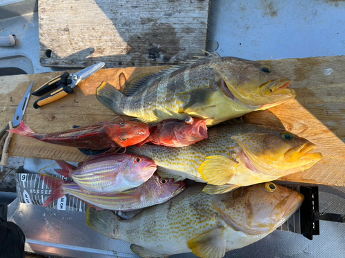 アオハタの釣果