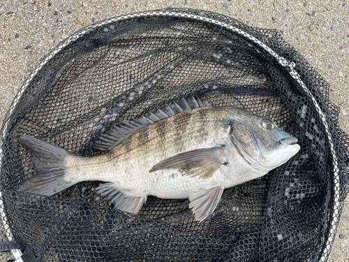 チヌの釣果