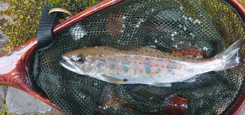 アマゴの釣果