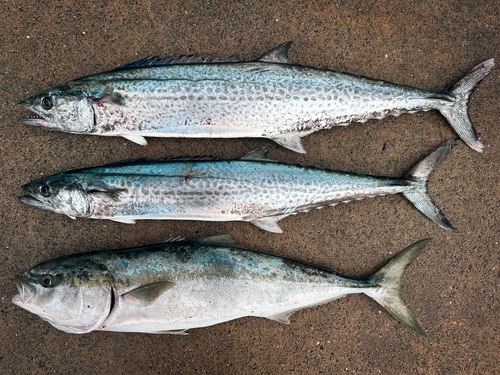 サワラの釣果