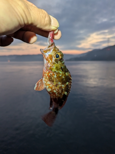 アラカブの釣果