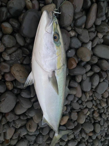 ブリの釣果