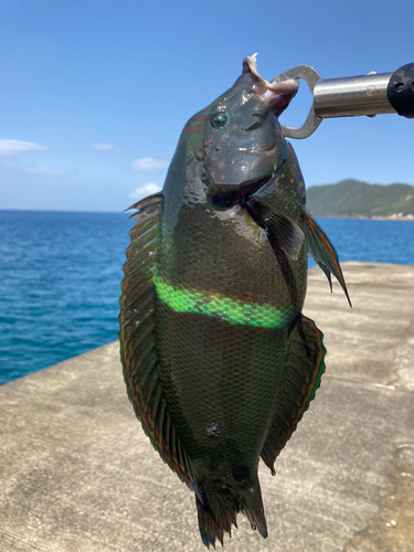 カンムリベラの釣果