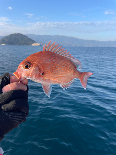 マダイの釣果