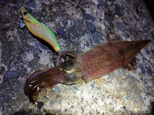 ヤリイカの釣果