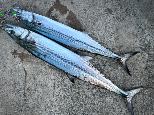 サワラの釣果