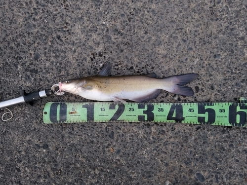 アメリカナマズの釣果