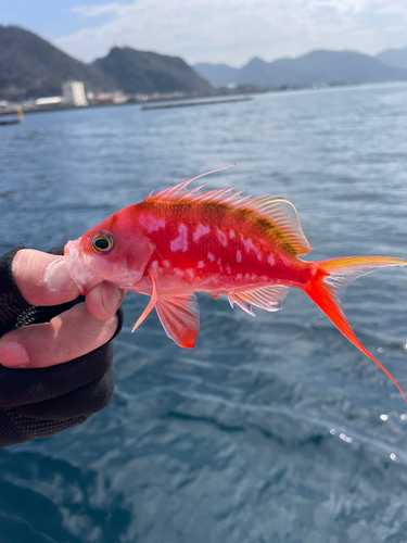 サクラダイの釣果