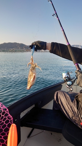 モンゴウイカの釣果