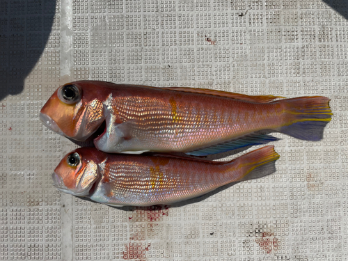 アマダイの釣果