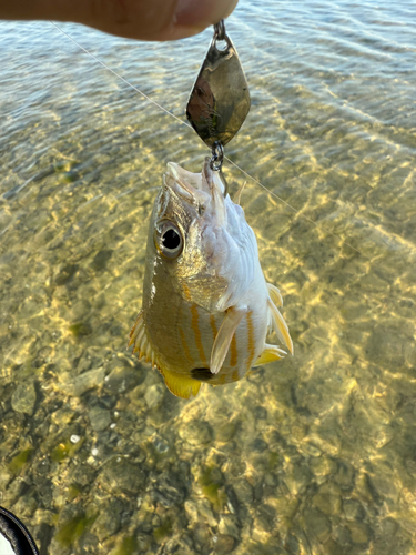 ヤマトビーの釣果