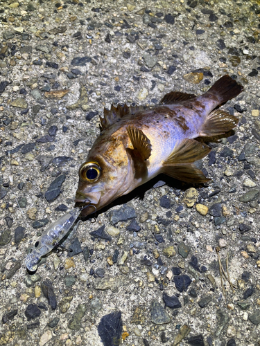 メバルの釣果