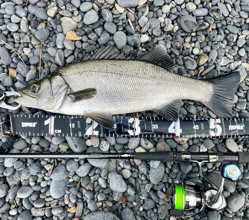 ヒラスズキの釣果