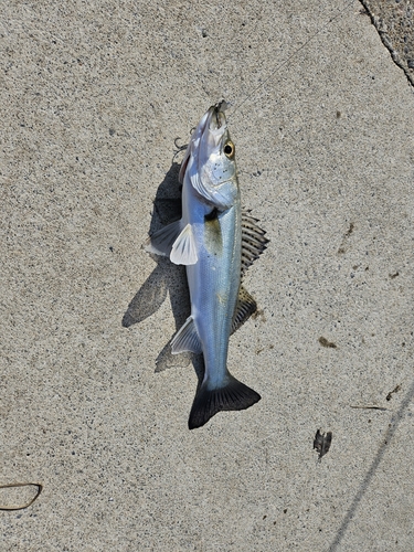 セイゴ（マルスズキ）の釣果